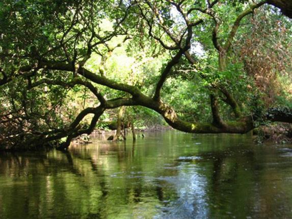 Отель Entre Mer Et Pins Сен-Жюльен-ан-Борн Экстерьер фото